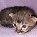 Savannah, F-4SBT, Smoke/cool BST, Male, DOB 3-25-20