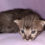 Savannah, F-4SBT, Smoke/cool BST, Male, DOB 3-25-20