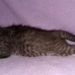 Savannah, F-4SBT, Smoke/cool BST, Male, DOB 3-25-20