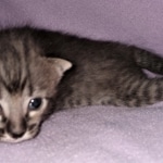 Savannah, F-4SBT, Smoke/cool BST, Male, DOB 3-25-20