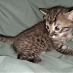 Savannah, F-4SBT,cool BST, Male, DOB 3-25-20