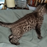 Savannah, F-4SBT,cool BST, Male, DOB 3-25-20