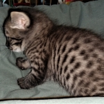 Savannah, F-4SBT,cool BST, Male, DOB 3-25-20