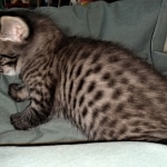 Savannah, F-4SBT,cool BST, Male, DOB 3-25-20