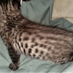 Savannah, F-4SBT,cool BST, Male, DOB 3-25-20