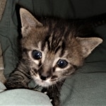 Savannah, F-4SBT,cool BST, Male, DOB 3-25-20