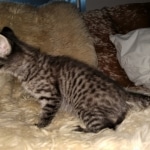 Savannah, F-4SBT,cool BST, Male, DOB 3-25-20