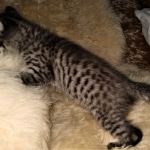 Savannah, F-4SBT,cool BST, Male, DOB 3-25-20