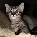 Savannah, F-4SBT,cool BST, Male, DOB 3-25-20