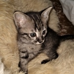 Savannah, F-4SBT,cool BST, Male, DOB 3-25-20