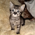 Savannah, F-4SBT,cool BST, Male, DOB 3-25-20