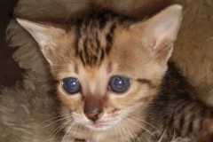 Cinnamon Savannah F-4SBT  Female Warm DOB 4-11-21