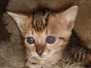 Cinnamon Savannah F-4SBT  Female Warm DOB 4-11-21