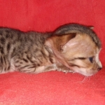 Savannah F-4SBT female DOB 4-11-21