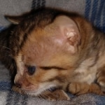 Savannah F-4SBT female DOB 4-11-21