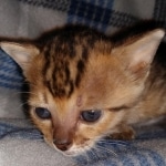 Savannah F-4SBT female DOB 4-11-21