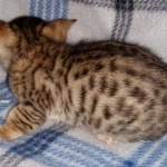 Savannah F-4SBT female DOB 4-11-21