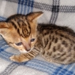 Savannah F-4SBT female DOB 4-11-21