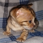 Savannah F-4SBT female DOB 4-11-21