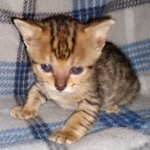 Savannah F-4SBT female DOB 4-11-21