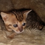 Savannah F-4SBT female DOB 4-11-21