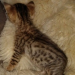 Savannah F-4SBT female DOB 4-11-21