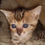 Savannah F-4SBT female DOB 4-11-21