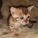 original_ba869bb4-7dd5-48ca-bf44-bc2cae1d15d8_IMG_20210514_124414658