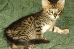 Savannah F-4ST Male #3 DOB 2-10-22