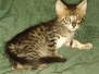 Savannah F-4ST Male #3 DOB 2-10-22
