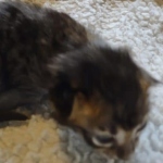 Savannah F-4SBT Male DOB 2-10-22