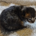 Savannah F-4SBT Male DOB 2-10-22