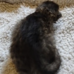 Savannah F-4SBT Male DOB 2-10-22