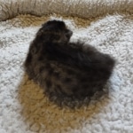 Savannah F-4SBT Male DOB 2-10-22