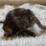 Savannah F-4SBT Male DOB 2-10-22