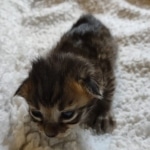 Savannah F-4SBT Male DOB 2-10-22