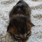 Savannah F-4SBT Male DOB 2-10-22