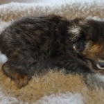 Savannah F-4SBT Male DOB 2-10-22