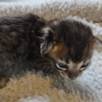 Savannah F-4SBT Male DOB 2-10-22