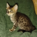 Savannah F-4SBT Male DOB 2-10-22