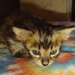 Savannah F-4SBT Male DOB 2-10-22