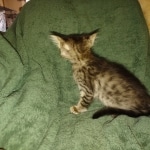 Savannah F-4SBT Male DOB 2-10-22