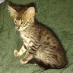 Savannah F-4SBT Male DOB 2-10-22