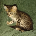 Savannah F-4SBT Male DOB 2-10-22