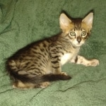 Savannah F-4SBT Male DOB 2-10-22