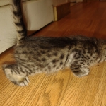 Savannah F-4SBT Male DOB 2-10-22