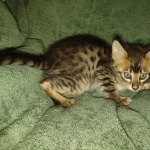 Savannah F-4SBT Male DOB 2-10-22