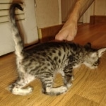 Savannah F-4SBT Male DOB 2-10-22