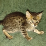 Savannah F-4SBT Male DOB 2-10-22