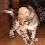 Savannah F-4SBT Male DOB 2-10-22